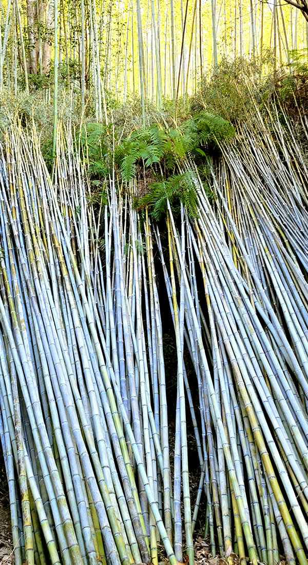虎竹、tiger bamboo