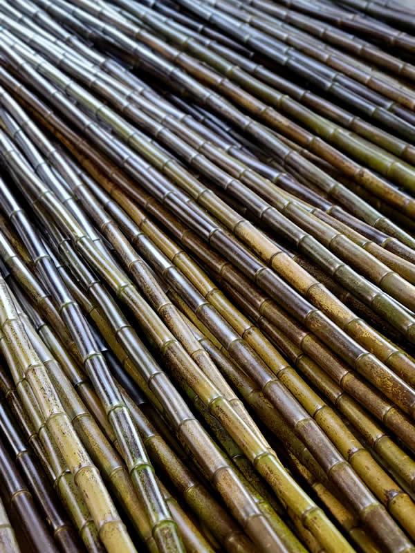 虎竹、tiger bamboo