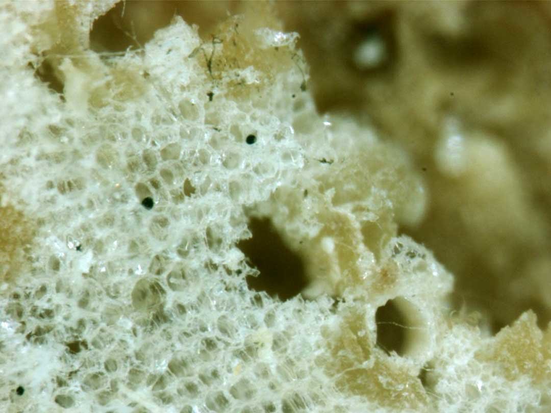 竹微粉末顕微鏡画像