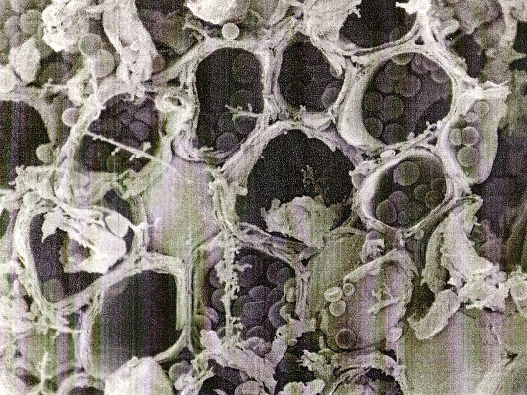竹微粉末のハニカム構造