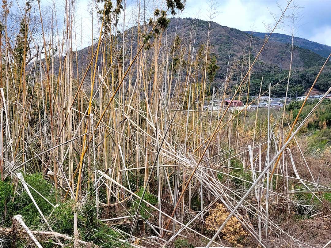 荒廃した竹林