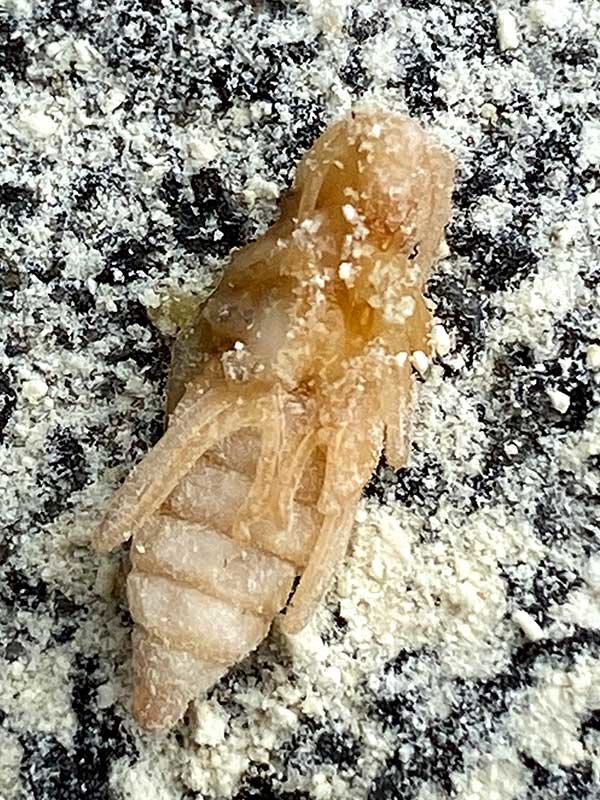 タケトラカミキリの蛹