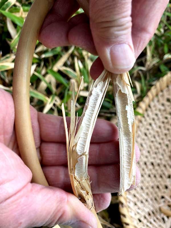 タケトラカミキリによる根曲竹の食害