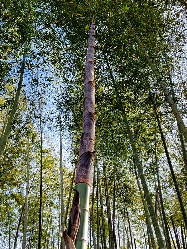 竹になる筍