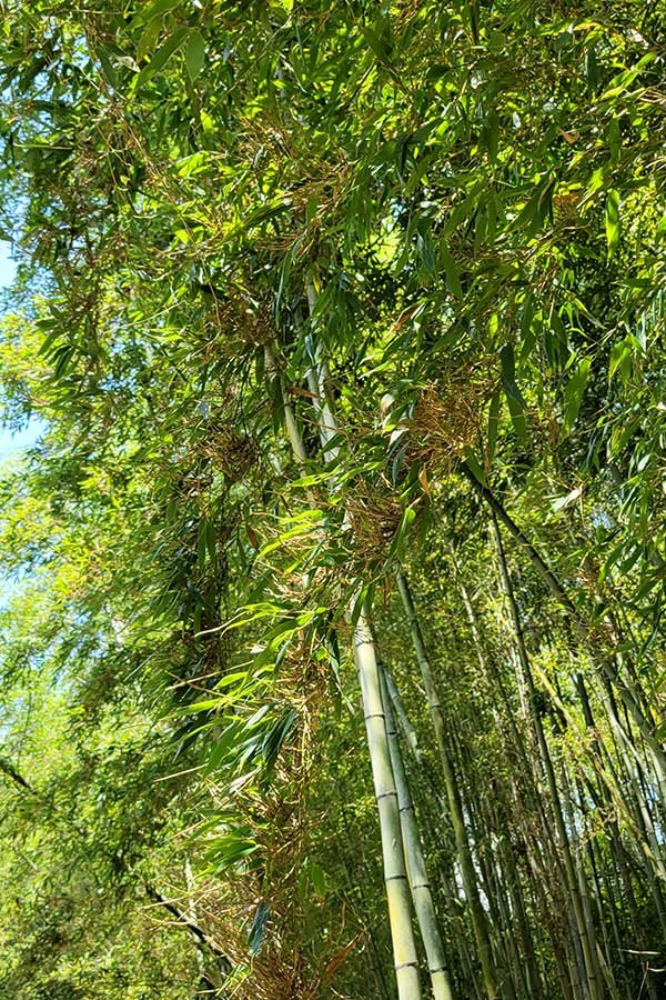 テング巣病の竹林