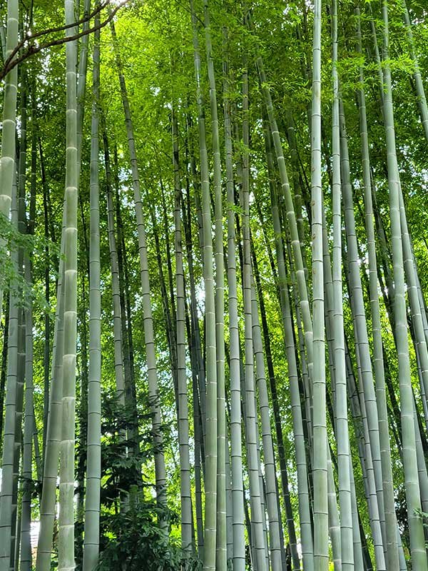 孟宗竹