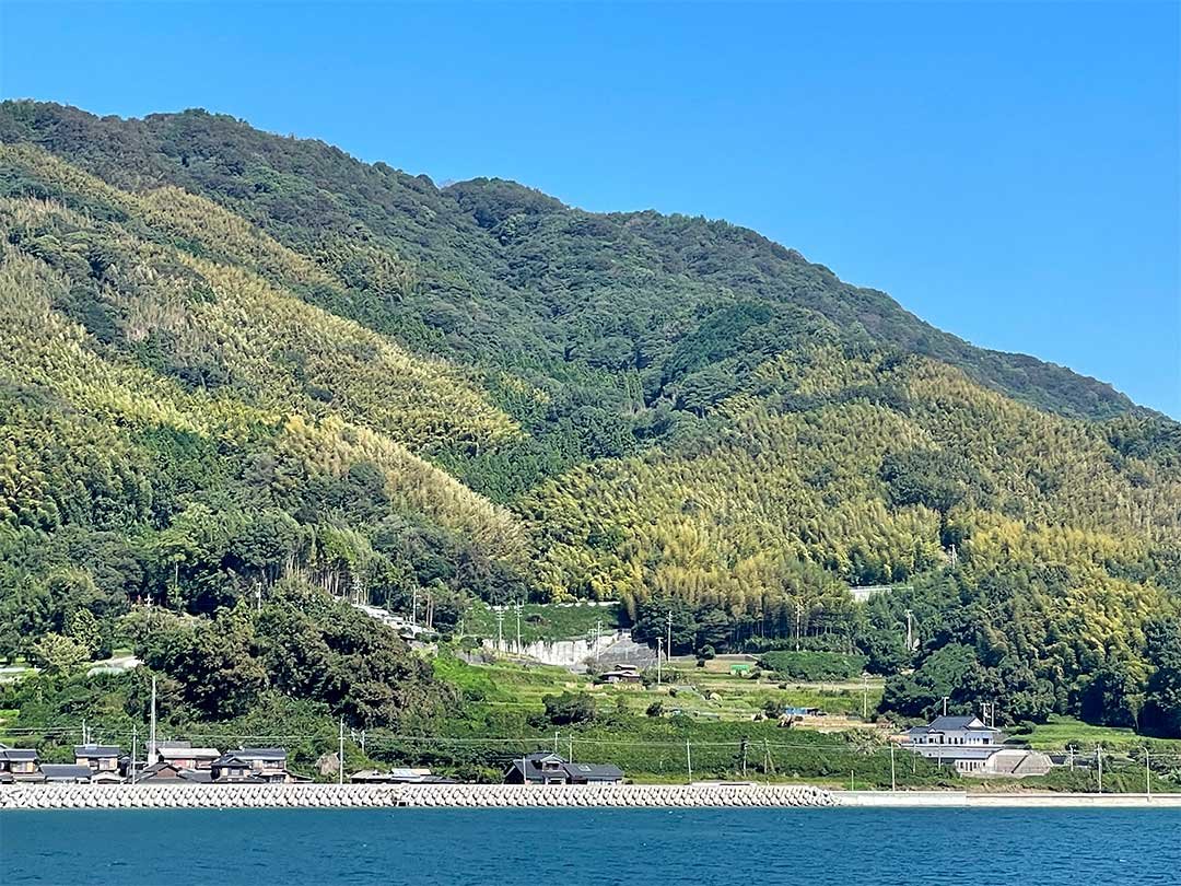 瀬戸内の島の竹林