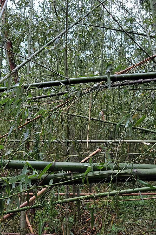 台風後の竹林