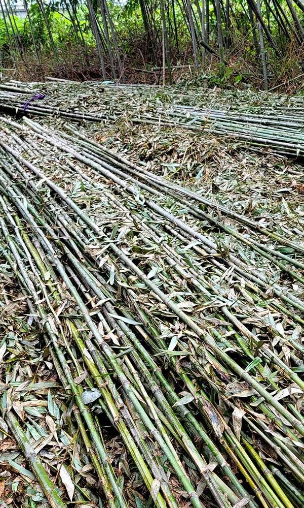 真竹伐採