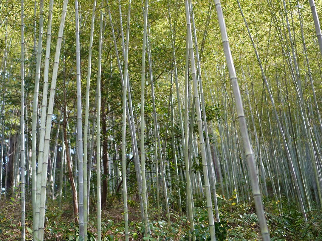 日本唯一の虎竹林