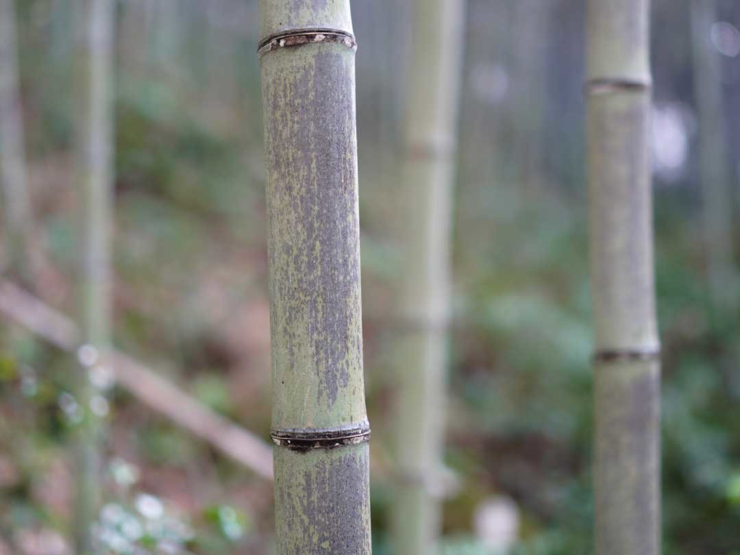 牧野植物園に虎竹移植プロジェクト