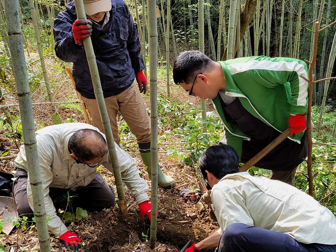 牧野植物園に虎竹移植