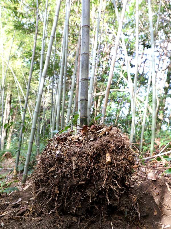 虎竹根