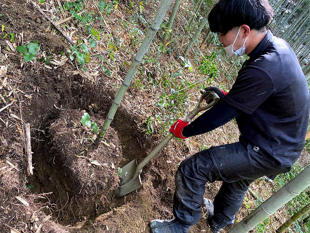 虎竹根堀り