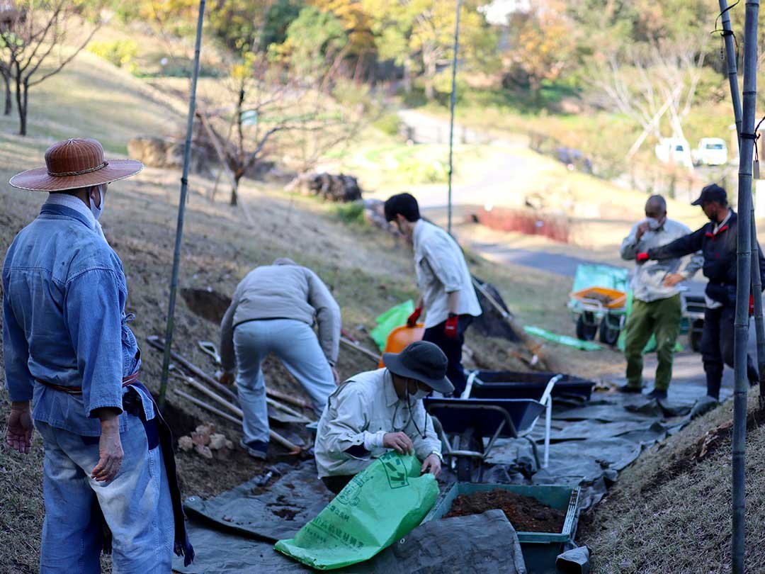 牧野植物園、虎竹移植