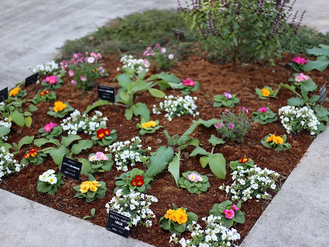 牧野植物園ふむふむ広場に虎竹移植