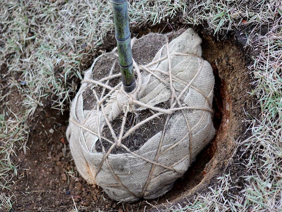 牧野植物園ふむふむ広場に虎竹移植