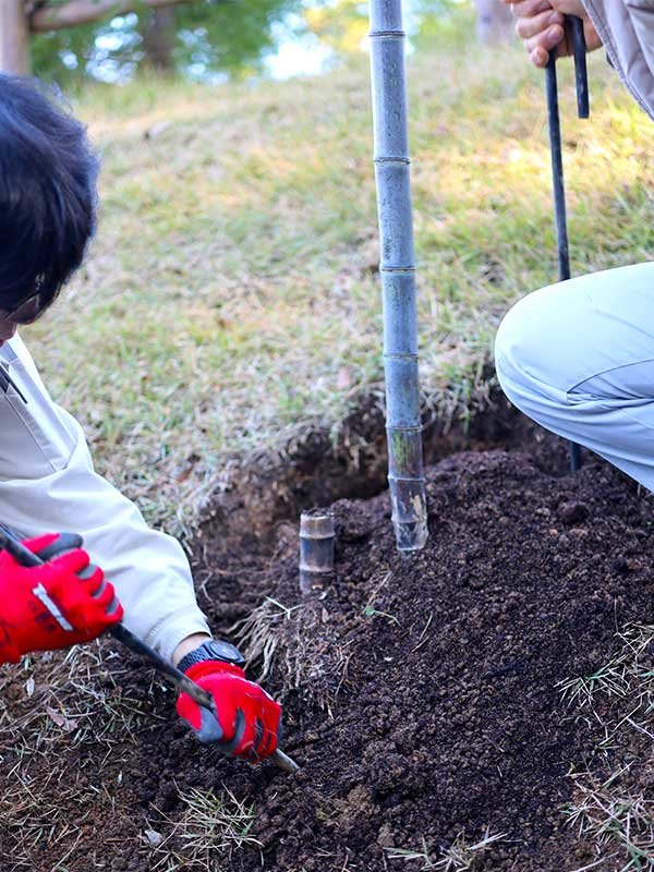 牧野植物園ふむふむ広場に虎竹移植