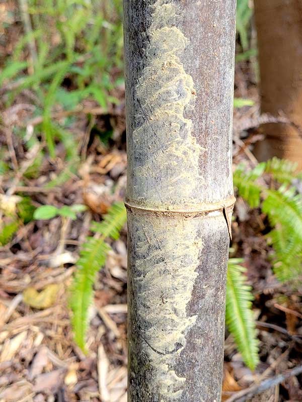 虎竹の里、イノシシ跡