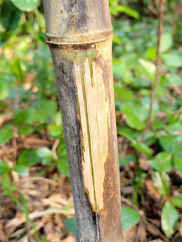 虎竹の里、イノシシ跡