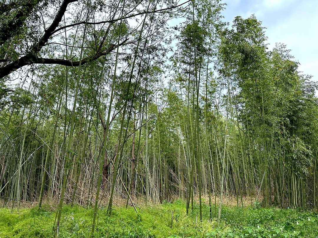 伐採後の真竹林
