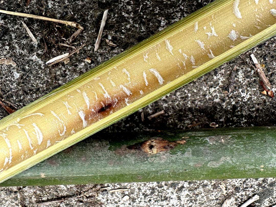 真竹、タケノコ虫（ハジマクチバ）、竹割