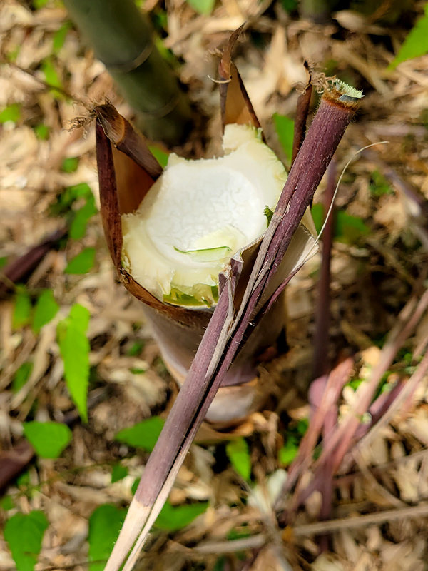 筍食害