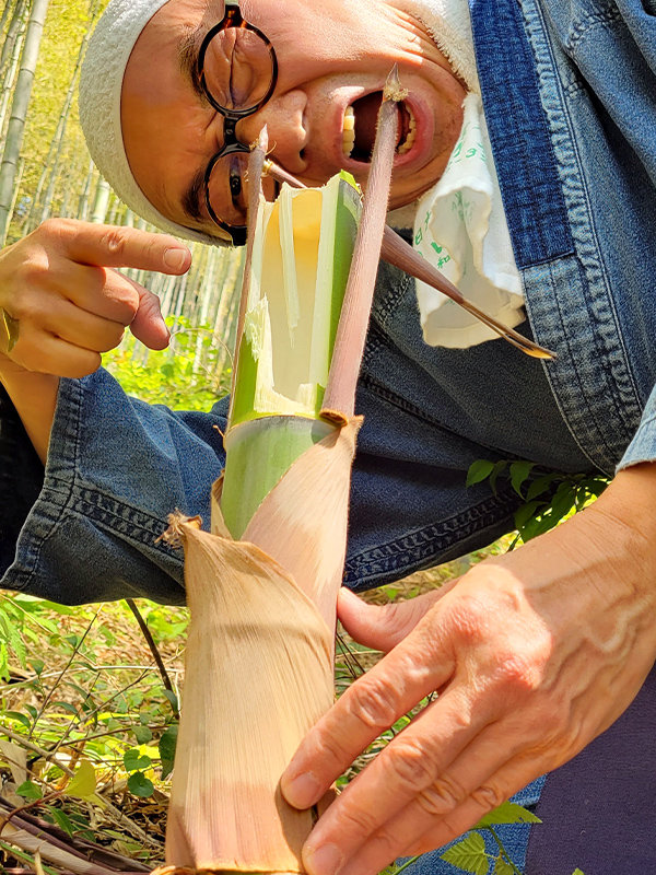 筍食害、竹虎四代目（山岸義浩）