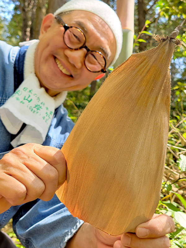 虎竹（淡竹）の竹皮