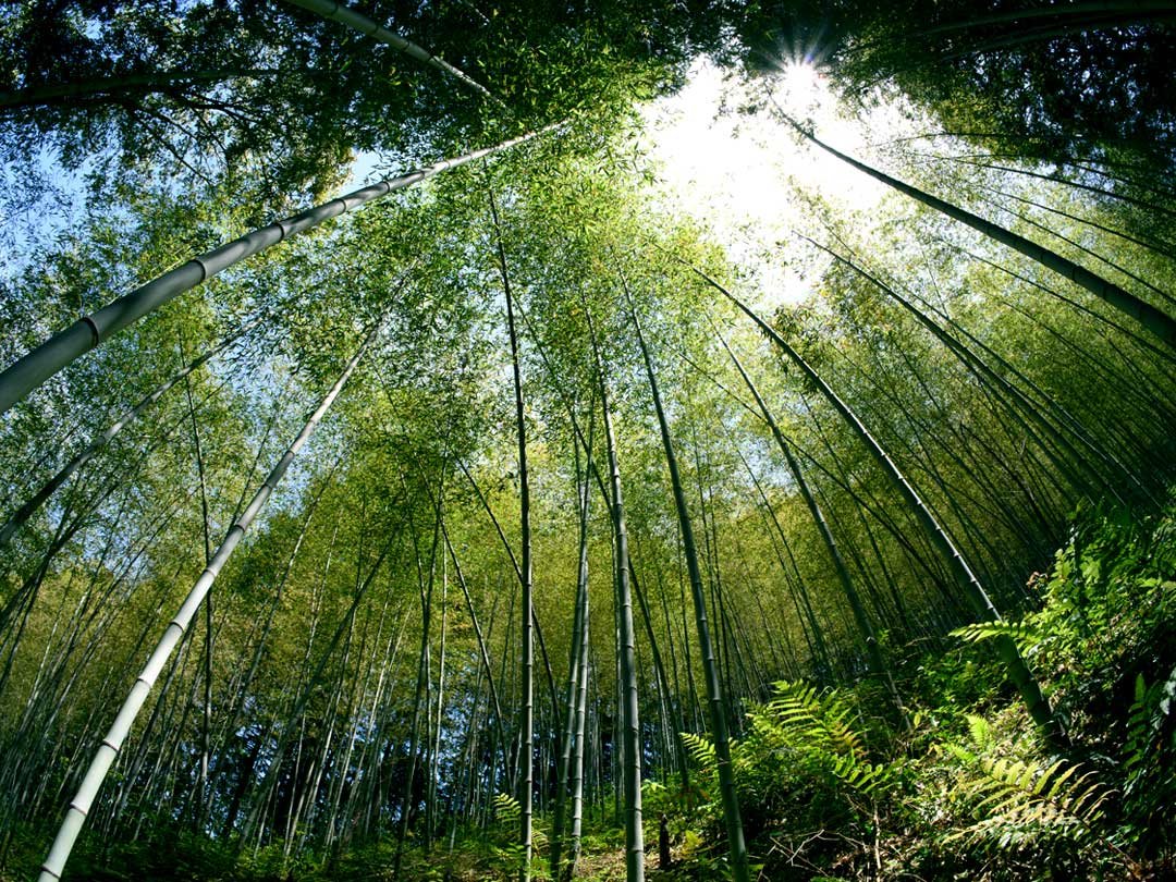 虎竹の林