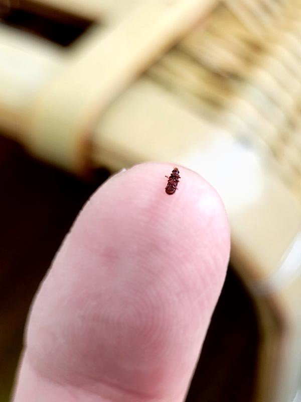 ヒラタキクイムシ