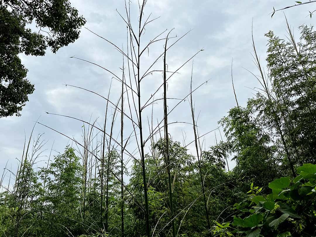 真竹の竹林