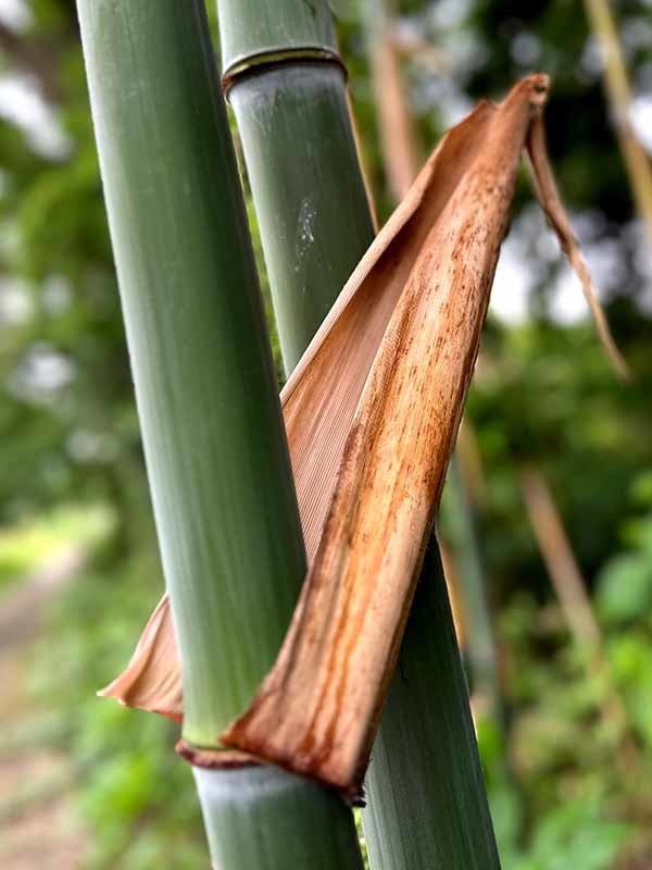 ナリヒラダケ、業平竹