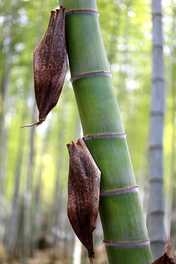 若竹の竹皮