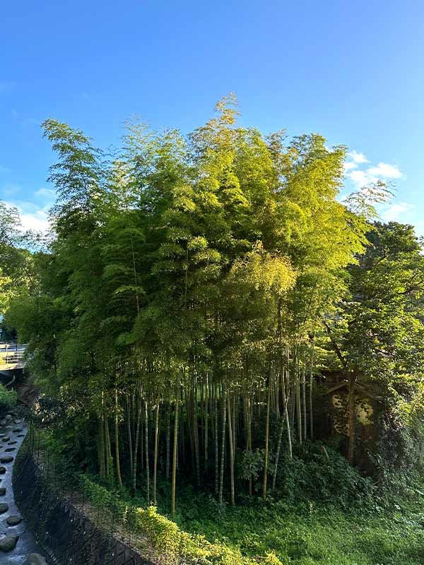 里山の竹林