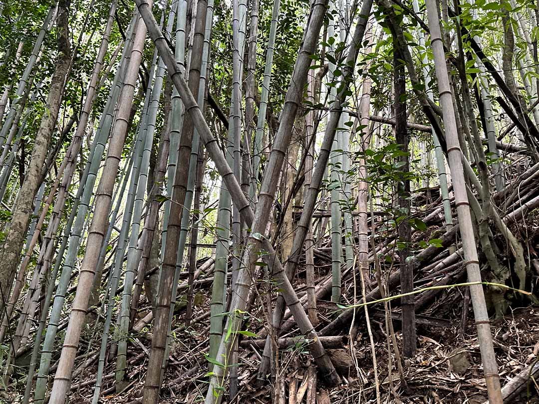 荒れた竹林