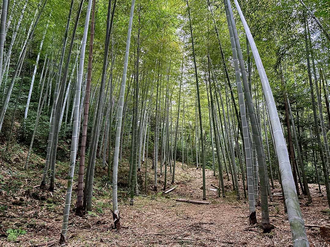 手入れされた孟宗竹の竹林