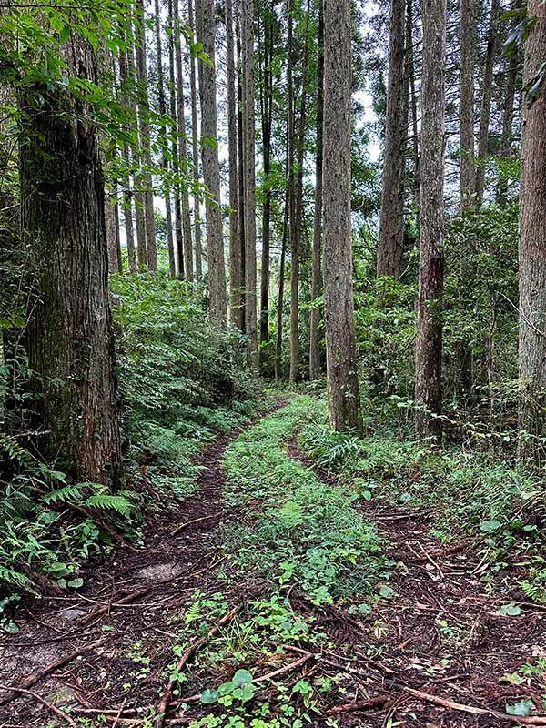 竹林への林道