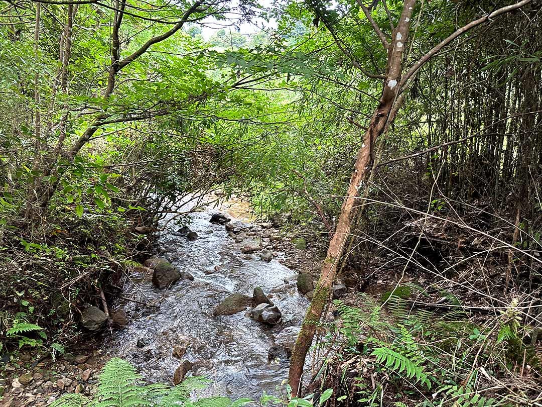 竹林への小川