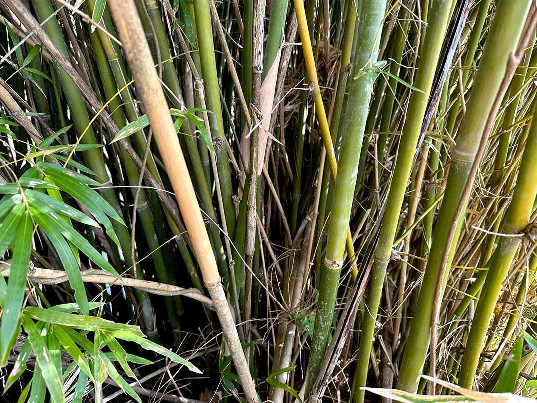 密集して生える蓬莱竹