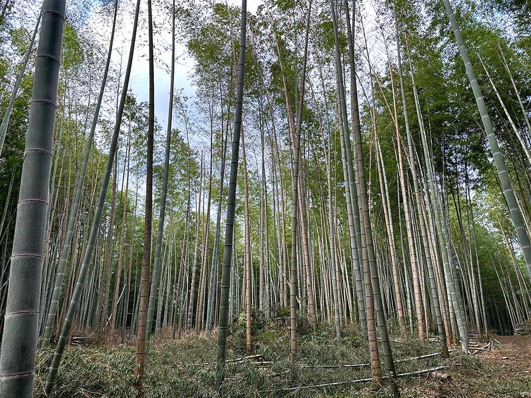 孟宗竹の竹林