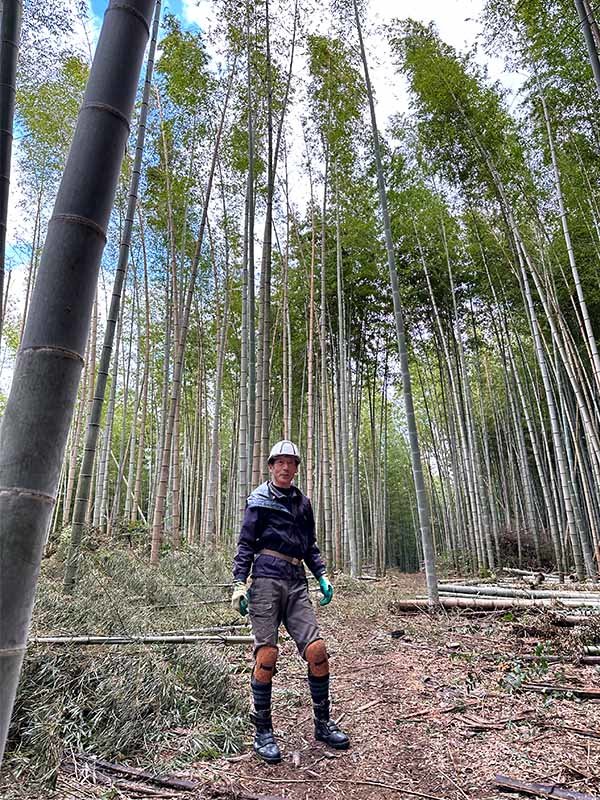 放置竹林と対照的な竹林