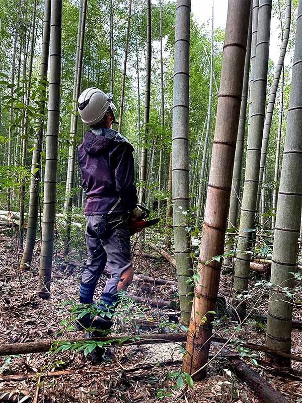 孟宗竹伐採山の職人