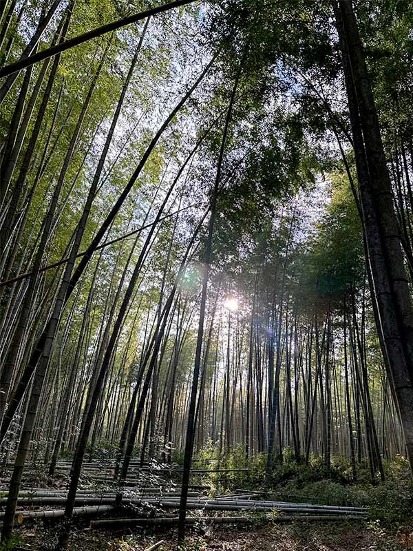 美しい孟宗竹の林