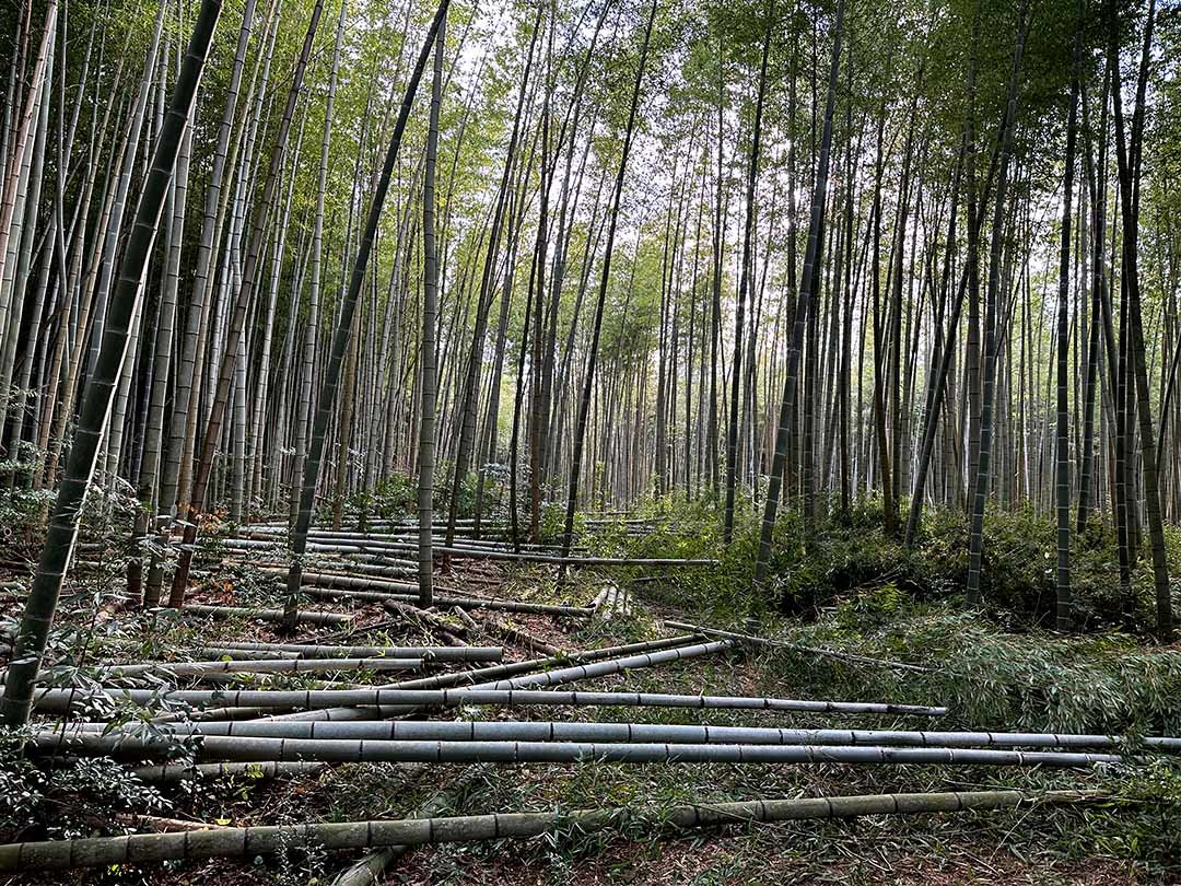 孟宗竹の竹林