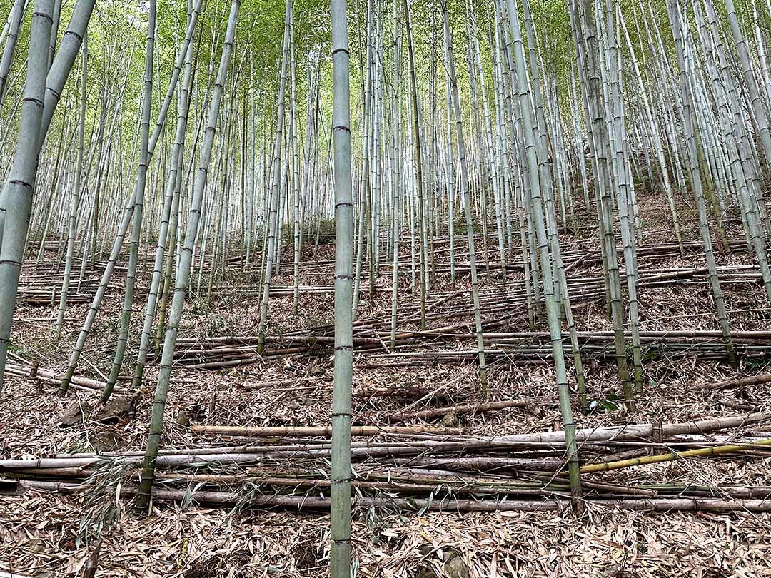 虎竹の里、竹林