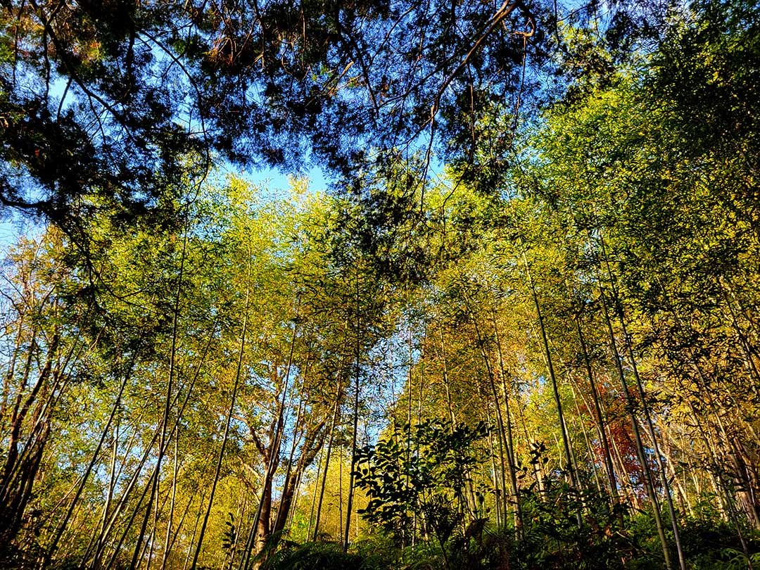 朝日の差し込む虎竹林