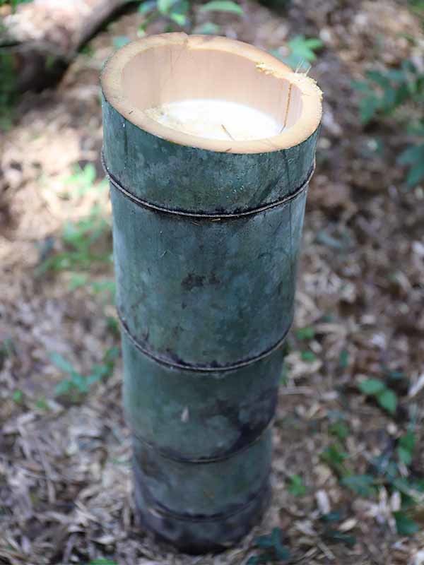 竹1メートル切り