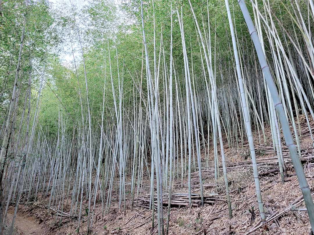 虎竹竹林