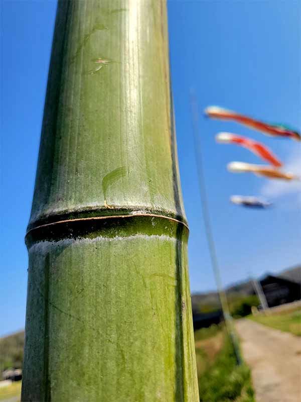 鯉のぼりを支える真竹